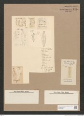 Diatomeae indet. Zeichnungen Sammlung Grunow Nr. 1445 (NHMW-BOT-W0368435)